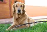 Golden retriever con bastone di legno