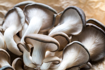 Oyster mushrooms