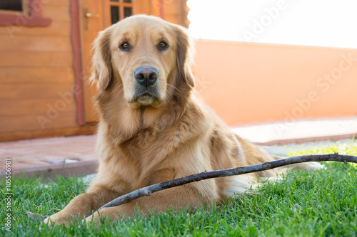 Golden retriever con bastone di legno