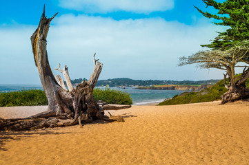 Scenic View at the beach in Carmel by the Sea with old pine roots and green trees