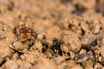 Common red ant (Myrmica rubra) and small black ant (Lasius nigra) Black ants attacks a red ant nest, with a red ant adopting a defensive posture after being stung
