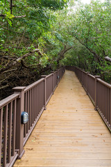 Obraz premium Boardwalk Through Jungle
