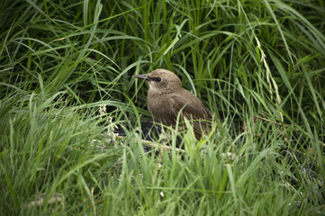 Baby bird ingot of a starling
