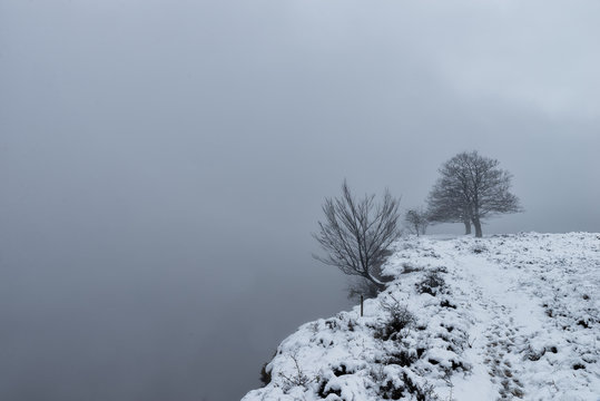 Tree in the cliff covered by snow, and mist