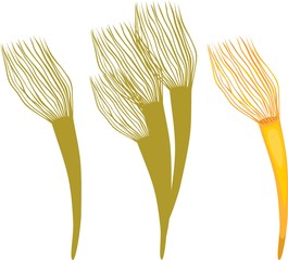 Parazoanthus © Kazakova Maryia