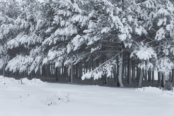 Pine trees covered by the snow in winter