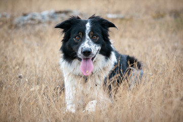 porträtt av en bordercollie utomhus