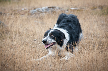 lekfull bordercollie utomhus