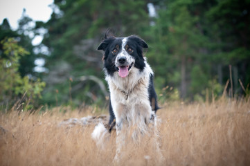bordercollie framifrån utomhus