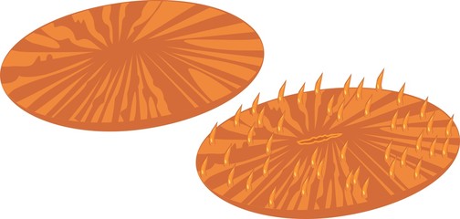 Orange Fungia