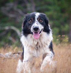 bordercollie springer mot kameran