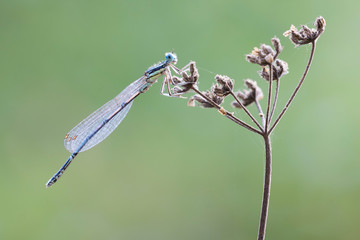 blue damselfly on a dead flower