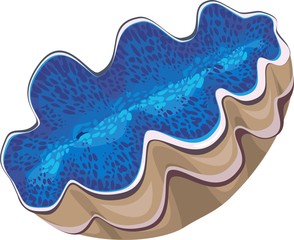 Blue color Tridacna 