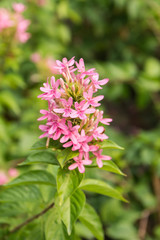 Closeup of the pink flower 1
