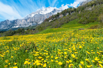 Field with dandelions on a background of the Bernese Alps