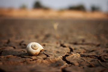 Crack snail shell on ground