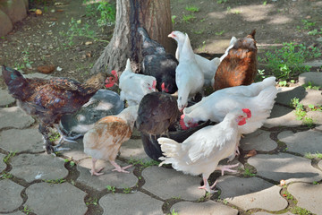 Hens eating 3