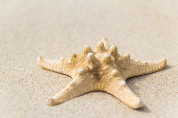 Sea beach scattered variety sea shells