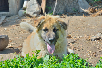 Yellow dog 5