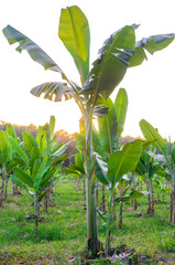 Banana plantation
