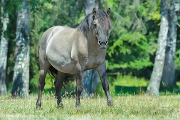 Full length portrait of looking at camera heck horse at green forest background 