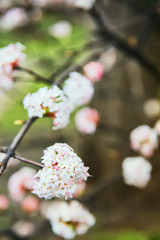 Flowering branches of viburnum. Large flowers in the foreground and many blurred flowers in the background. Saturated greens in the background. Spring day. The first spring plants.
