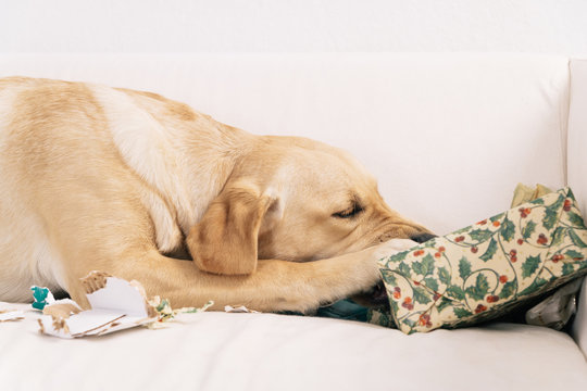 Labrador retriever dog sitting on sofa tearing up Christmas presents