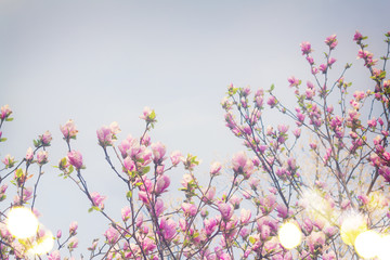 Blooming magnolia tree