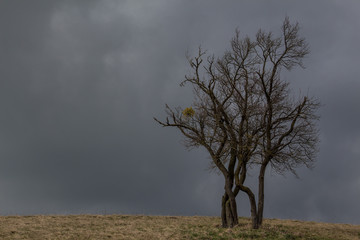 Düstere karge Landschaft mit Baum
