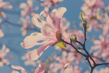 Blooming magnolia flower