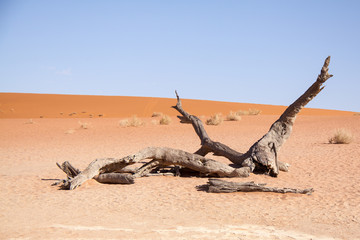 Branch of Dead Tree in Deadvlei, Namib Desert, Namibia