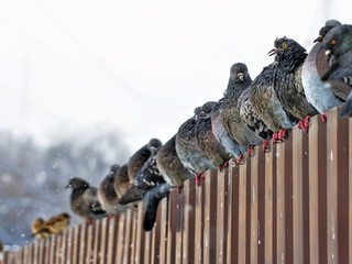 Pigeons on the fence ruffled cold winter