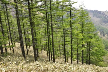 Obraz premium 唐松林