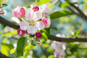 Obraz na płótnie Canvas Bouquet with pink apple buds and flower