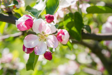 Fototapeta na wymiar Bouquet with pink apple buds and flower