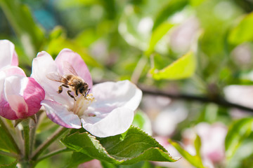 Bee collects nectar