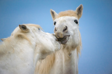 Fototapety  Czułość między 2 białymi końmi