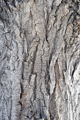 Fototapeta premium poplar bark texture
