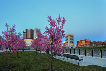 Red buds in bloom along the Scioto River and Columbus Ohio skyline at John W. Galbreath...
