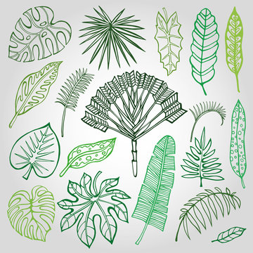 Tropical palm leaves,branches set.Outline,Green