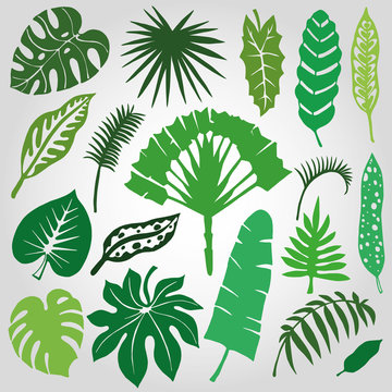Tropical palm leaves,branches set.Silhouette,Green