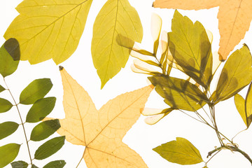 Illuminated herbarium with various leaves, on white background.