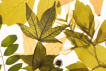 Illuminated herbarium with various leaves, on white background.