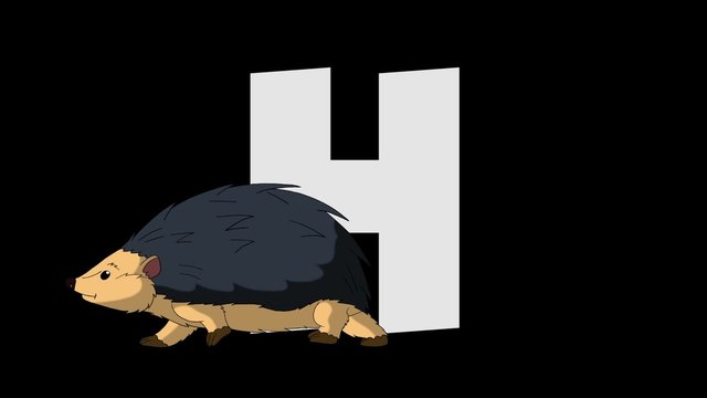 Letter H and Hedgehog (foreground)
Animated animal alphabet. HD footage with alpha channel. Animal in a foreground of letter.