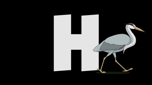 Letter H and Heron (foreground)
Animated animal alphabet. HD footage with alpha channel. Animal in a foreground of letter.