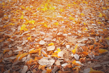 autumn leaves in beautiful fall park, the over sunlight [blur and selective focus background]