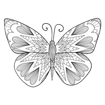 Detailed ornamental sketch of a moth