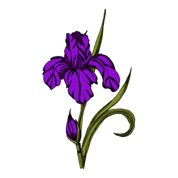 purple iris flower drawing on white clip art preview
