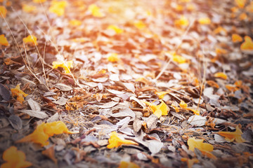 autumn leaves in beautiful fall park, the over sunlight [blur and selective focus background]