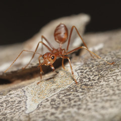 Orange ant opens mouth for pattern